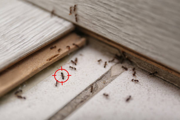 Best Cockroach Control Services  in Sagamore, MA