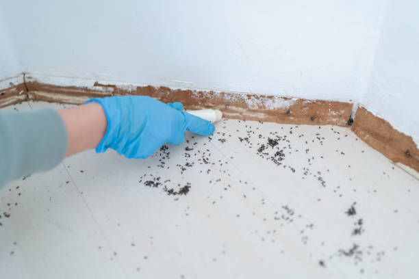 Best Best Pest Control Companies  in Sagamore, MA